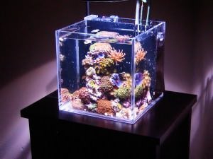 Современные аквариумы от биодизайн